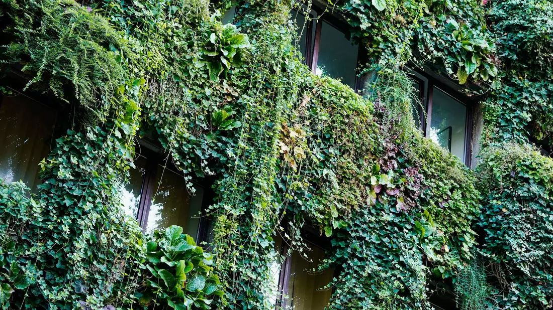Begrünte Fassade an einem Haus in Mannheim. (Archivbild) - Bild: Uwe Anspach/dpa