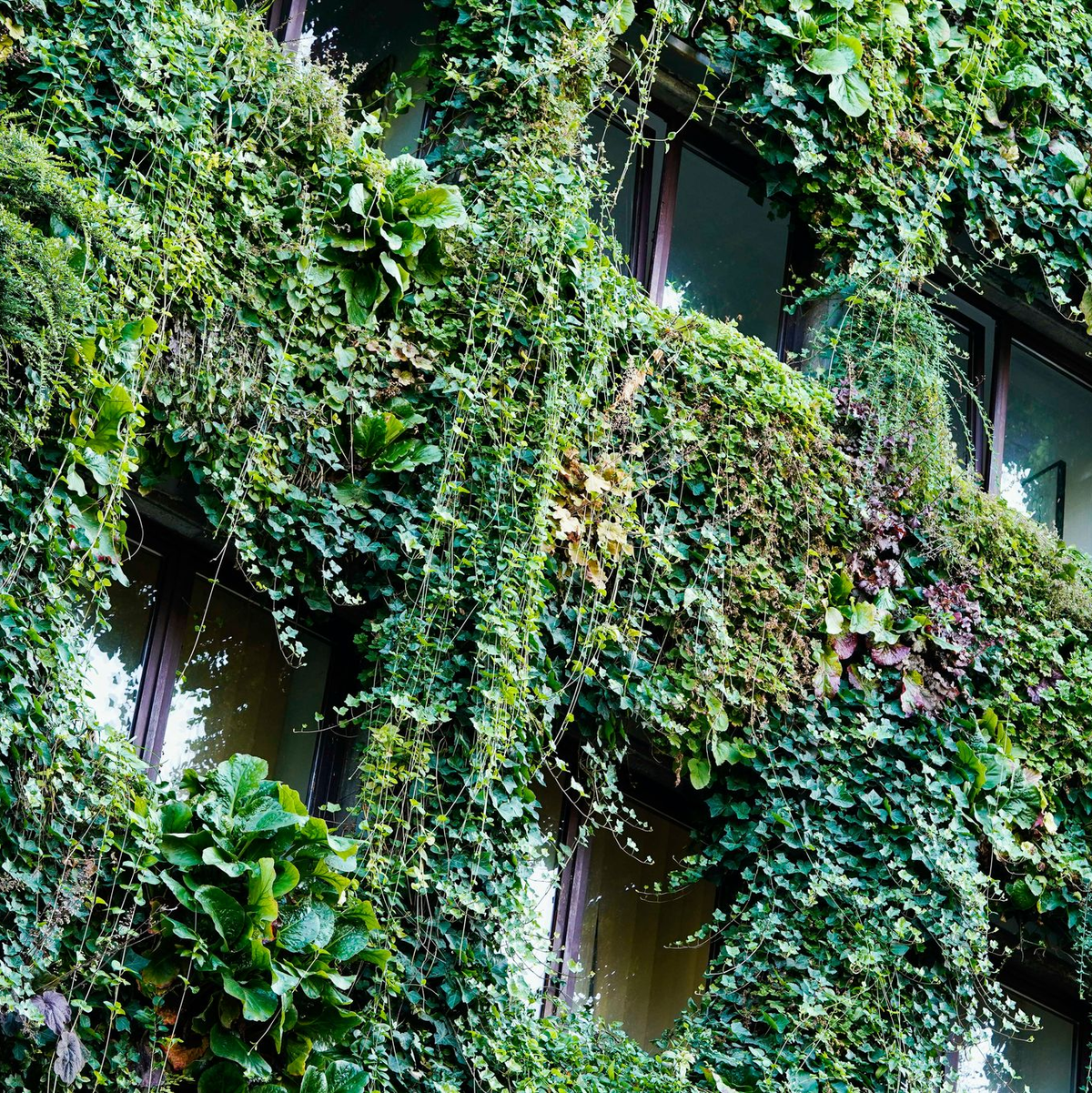 Begrünte Fassade an einem Haus in Mannheim. (Archivbild) - Foto: Uwe Anspach/dpa