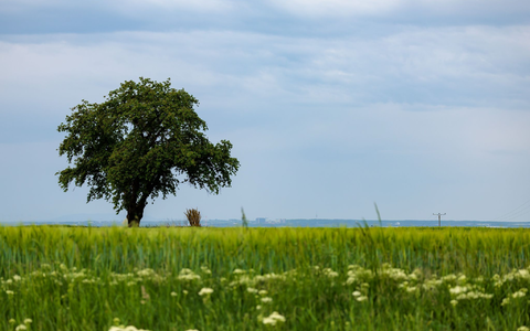 Der Wetterumschwung kann Gewitter und Starkregen bringen. (Symbolbild) - Foto: Jörg Halisch/dpa