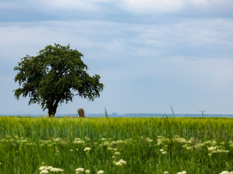 Der Wetterumschwung kann Gewitter und Starkregen bringen. (Symbolbild) - Foto: Jörg Halisch/dpa