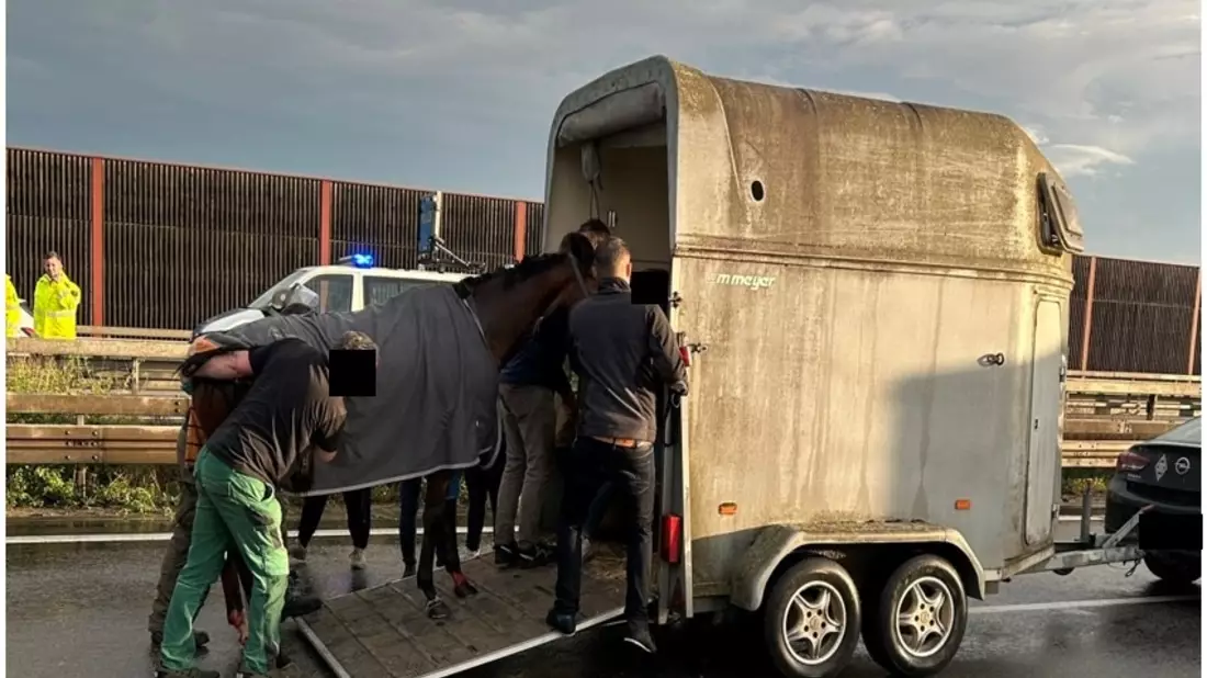 POL-PDNW: Polizeiautobahnstation Ruchheim - Verletztes Pferd verursacht Vollsperrung auf A 6 - Bild: presseportal.de