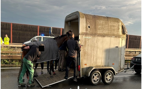 POL-PDNW: Polizeiautobahnstation Ruchheim - Verletztes Pferd verursacht Vollsperrung auf A 6 - Foto: presseportal.de