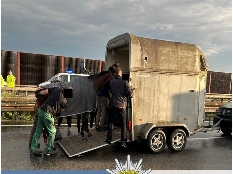 POL-PDNW: Polizeiautobahnstation Ruchheim - Verletztes Pferd verursacht Vollsperrung auf A 6 - Foto: presseportal.de