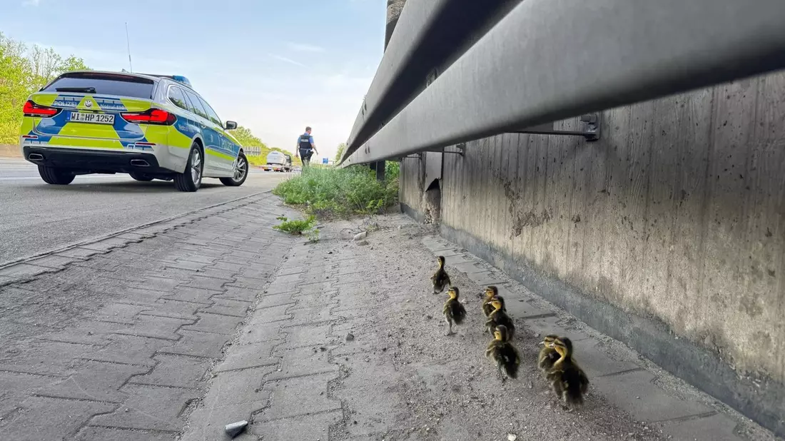 POL-DA: Mörfelden-Walldorf: Autobahnpolizisten retten sieben verwaiste Entenküken - Bild: presseportal.de