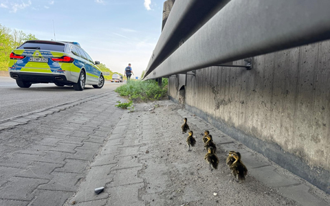 POL-DA: Mörfelden-Walldorf: Autobahnpolizisten retten sieben verwaiste Entenküken - Foto: presseportal.de POL-DA: Mörfelden-Walldorf: Autobahnpolizisten retten sieben verwaiste Entenküken - Foto: presseportal.de