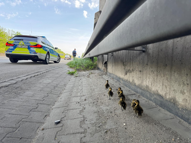 POL-DA: Mörfelden-Walldorf: Autobahnpolizisten retten sieben verwaiste Entenküken - Foto: presseportal.de