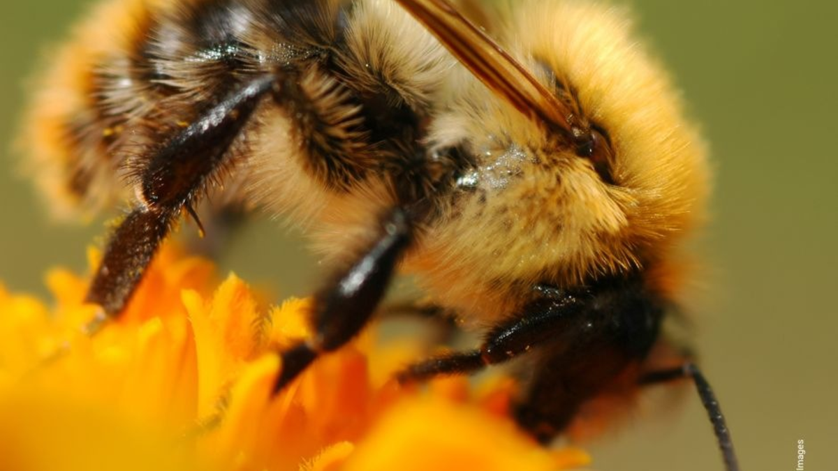Kompass Natur & Artenvielfalt 2025: Gesellschaft fordert nachhaltige Landwirtschaft und bessere politische Rahmenbedingungen - Foto: presseportal.de