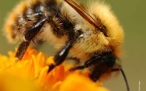 Kompass Natur & Artenvielfalt 2025: Gesellschaft fordert nachhaltige Landwirtschaft und bessere politische Rahmenbedingungen - Foto: presseportal.de