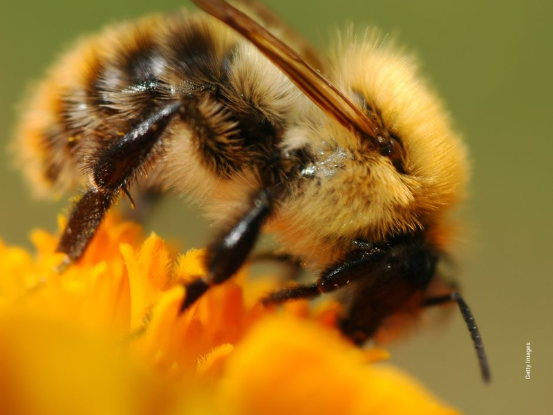 Kompass Natur & Artenvielfalt 2025: Gesellschaft fordert nachhaltige Landwirtschaft und bessere politische Rahmenbedingungen - Foto: presseportal.de