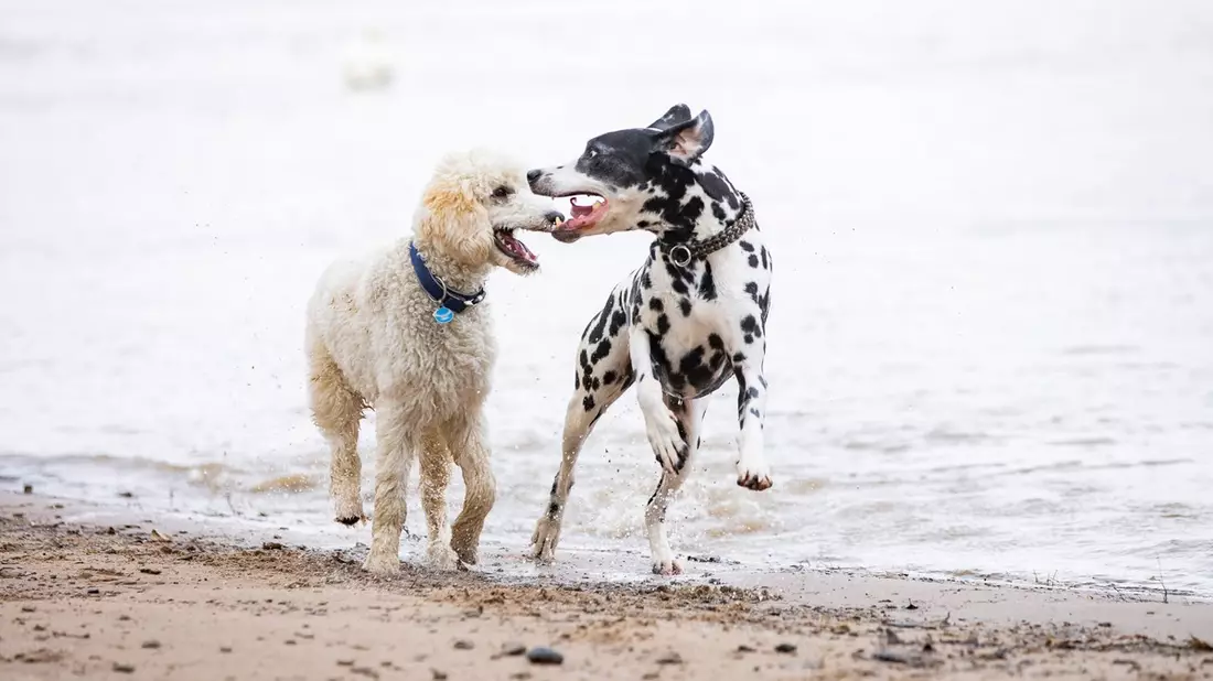 Risikogerechter Schutz für jeden Hund - Bild: presseportal.de