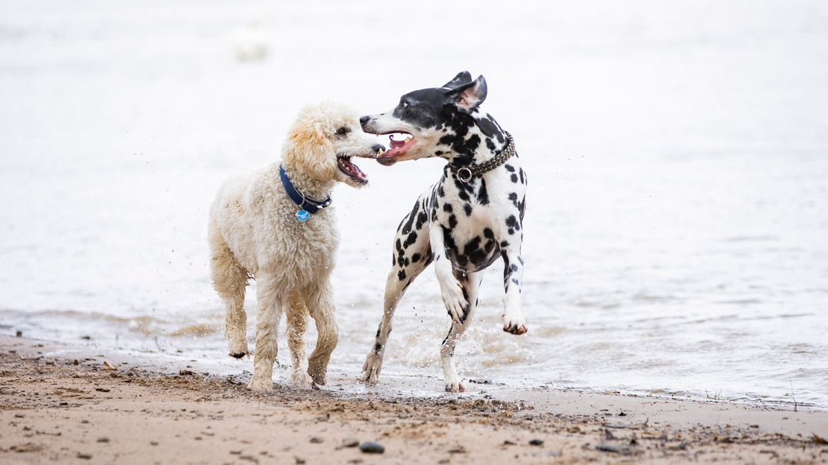 Risikogerechter Schutz für jeden Hund - Foto: presseportal.de