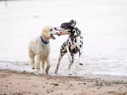 Risikogerechter Schutz für jeden Hund - Foto: presseportal.de