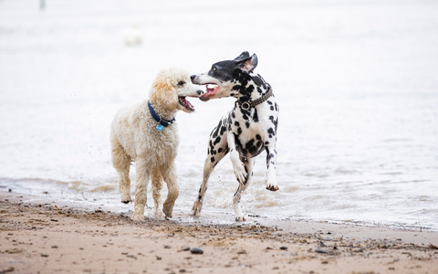 Risikogerechter Schutz für jeden Hund - Foto: presseportal.de