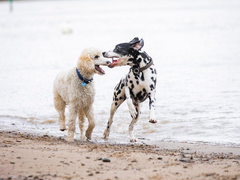 Risikogerechter Schutz für jeden Hund - Foto: presseportal.de