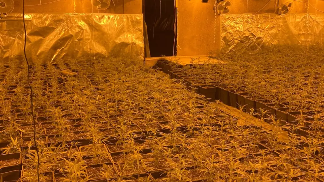 LKA-NRW: Durchsuchungen und Festnahmen - Organisierter Drogenhandel im Fokus der Strafverfolgungsbehörden: Polizei stellt mehr als 6.000 Cannabispflanzen sicher - Bild: presseportal.de