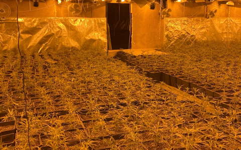 LKA-NRW: Durchsuchungen und Festnahmen - Organisierter Drogenhandel im Fokus der Strafverfolgungsbehörden: Polizei stellt mehr als 6.000 Cannabispflanzen sicher - Foto: presseportal.de LKA-NRW: Durchsuchungen und Festnahmen - Organisierter Drogenhandel im Fokus der Strafverfolgungsbehörden: Polizei stellt mehr als 6.000 Cannabispflanzen sicher - Foto: presseportal.de