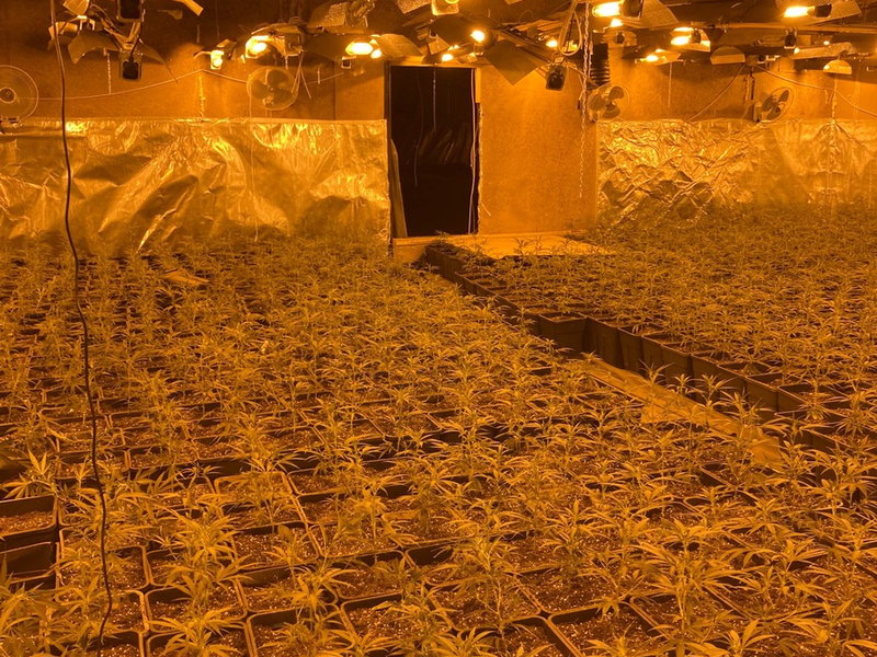 LKA-NRW: Durchsuchungen und Festnahmen - Organisierter Drogenhandel im Fokus der Strafverfolgungsbehörden: Polizei stellt mehr als 6.000 Cannabispflanzen sicher - Foto: presseportal.de