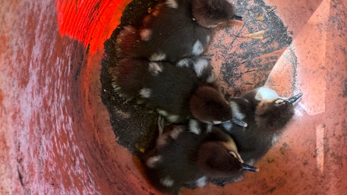 POL-RZ: Vier Entenküken aus misslicher Lage befreit - Foto: presseportal.de