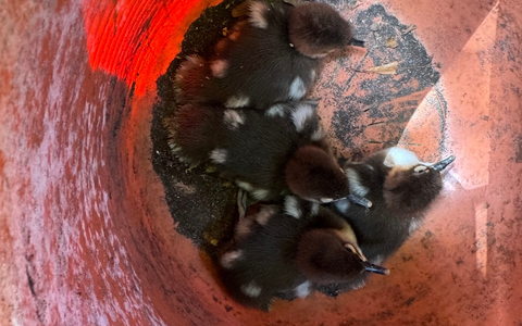 POL-RZ: Vier Entenküken aus misslicher Lage befreit - Foto: presseportal.de