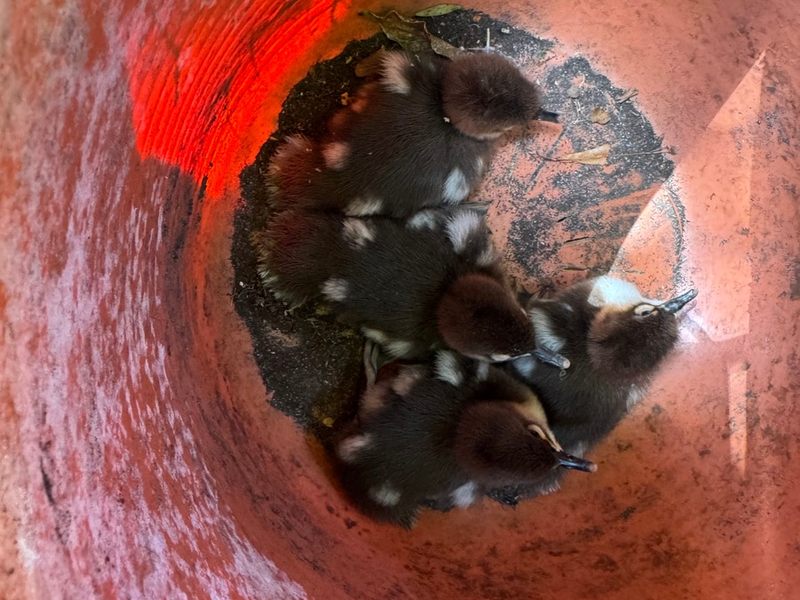 POL-RZ: Vier Entenküken aus misslicher Lage befreit - Foto: presseportal.de