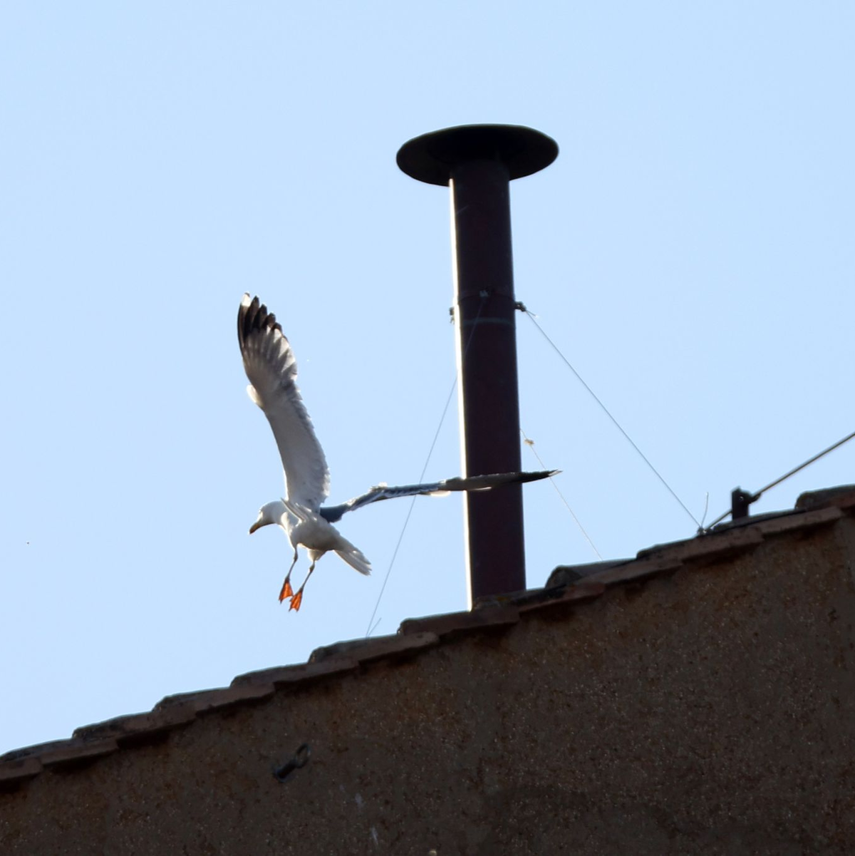 Zu sehen waren auf und über dem Dach der Sixtinischen Kapelle stundenlang nur die in Rom allgegenwärtigen Möwen. - Foto: Marco Iacobucci/IPA via ZUMA Press /dpa