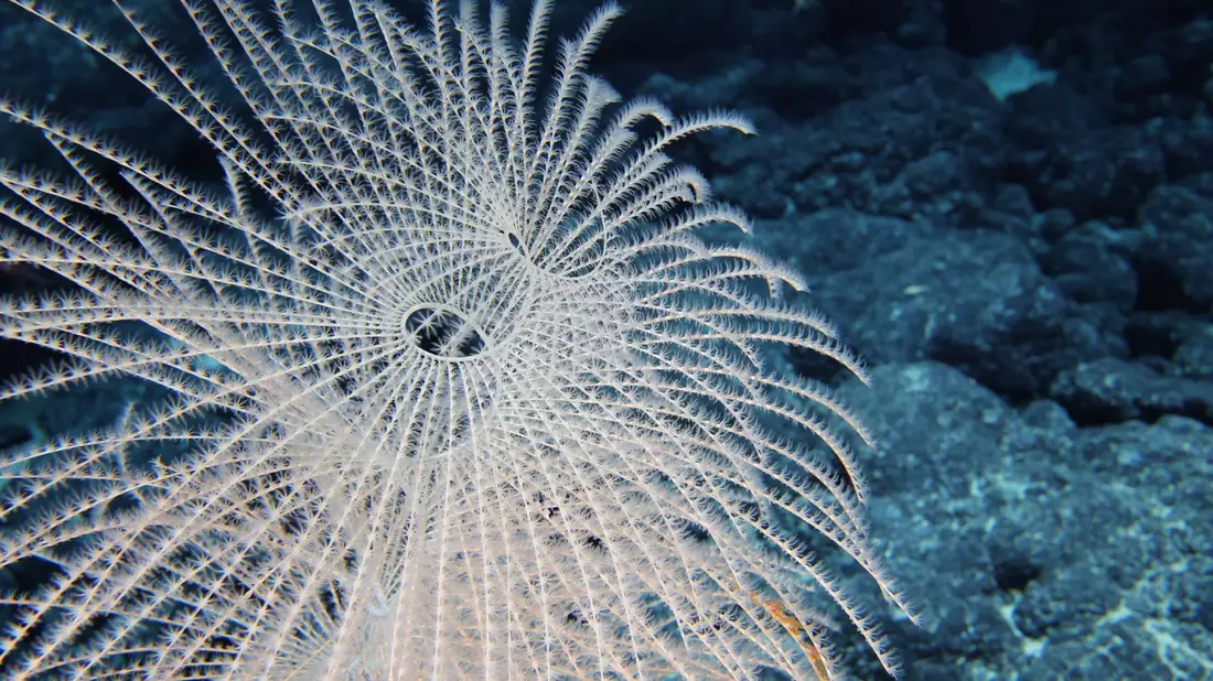 Bislang ist nur ein winziger Teil der Tiefsee erforscht. - Bild: -/Ocean Discovery League/NOAA/dpa