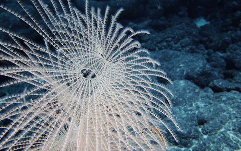 Bislang ist nur ein winziger Teil der Tiefsee erforscht. - Foto: -/Ocean Discovery League/NOAA/dpa