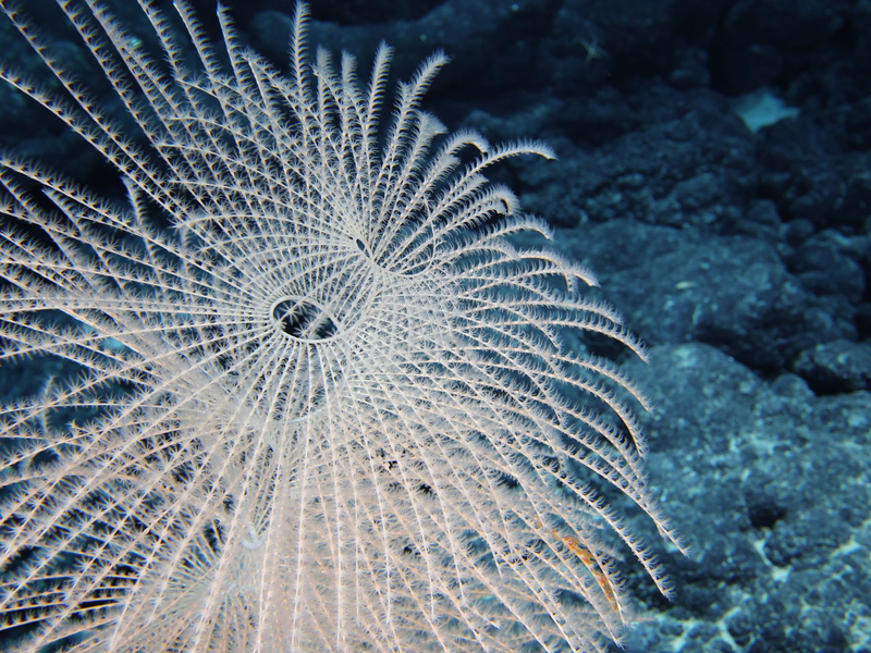 Bislang ist nur ein winziger Teil der Tiefsee erforscht. - Foto: -/Ocean Discovery League/NOAA/dpa