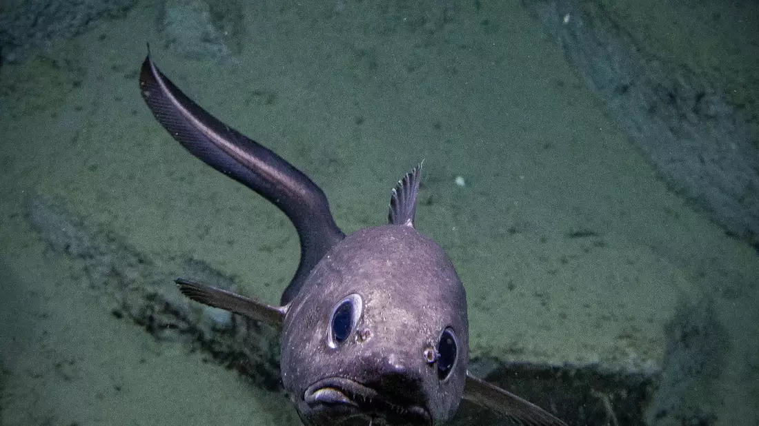 Die bisherige Erforschung der Tiefsee konzentriert sich stark auf die Küstengebiete weniger Länder. - Bild: -/NOAA/dpa