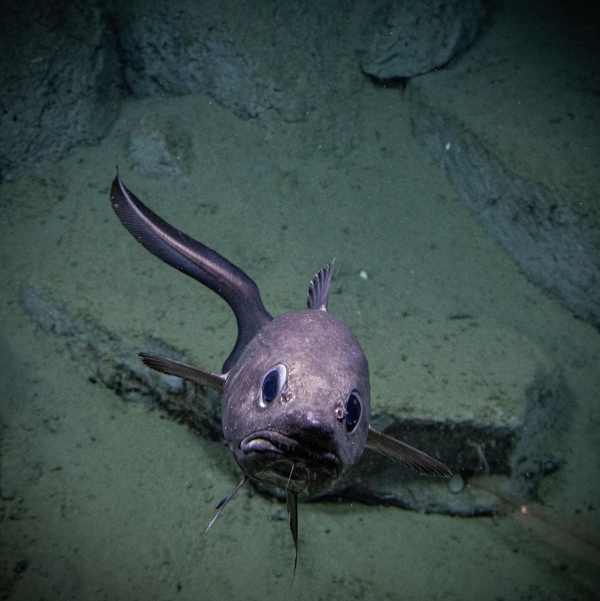 Die bisherige Erforschung der Tiefsee konzentriert sich stark auf die Küstengebiete weniger Länder. - Foto: -/NOAA/dpa