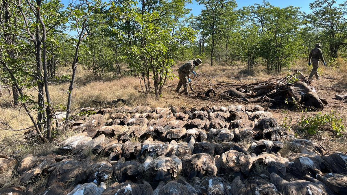 Diesen vergifteten Geiern konnten die Tierschützer nicht mehr helfen. - Foto: --/Sanparks/dpa
