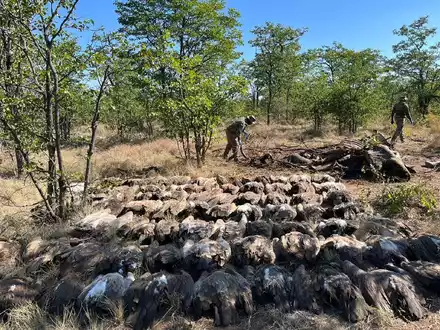 Diesen vergifteten Geiern konnten die Tierschützer nicht mehr helfen. - Foto: --/Sanparks/dpa