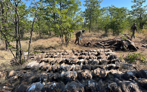 Diesen vergifteten Geiern konnten die Tierschützer nicht mehr helfen. - Foto: --/Sanparks/dpa
