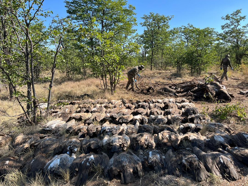 Diesen vergifteten Geiern konnten die Tierschützer nicht mehr helfen. - Foto: --/Sanparks/dpa