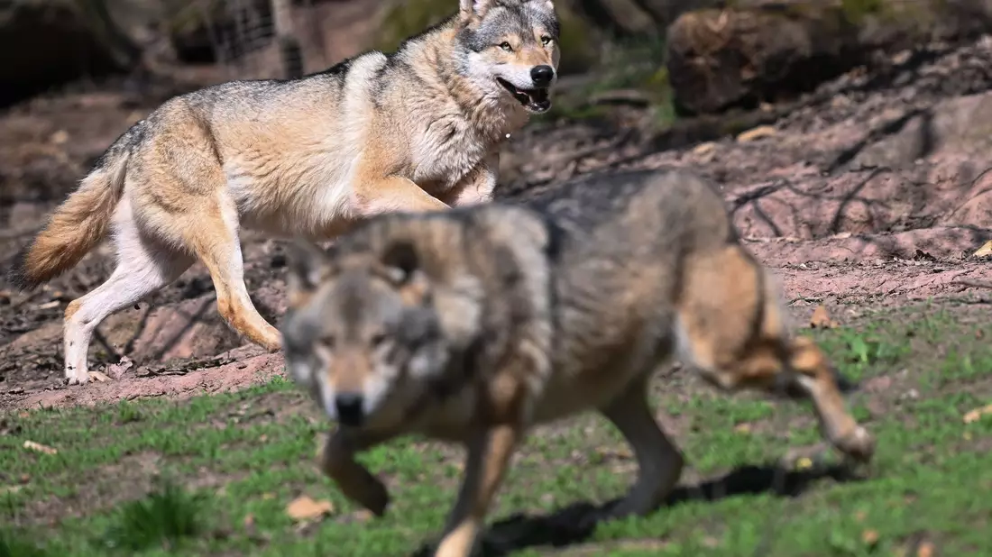 Der Wolf ist zurück in Deutschland - was längst nicht jeden freut. (Archivbild) - Bild: Bernd Weißbrod/dpa
