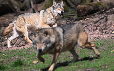 Der Wolf ist zurück in Deutschland - was längst nicht jeden freut. (Archivbild) - Foto: Bernd Weißbrod/dpa