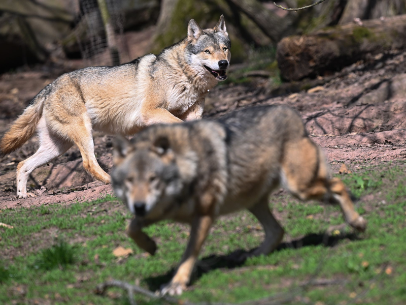 Der Wolf ist zurück in Deutschland - was längst nicht jeden freut. (Archivbild) - Foto: Bernd Weißbrod/dpa