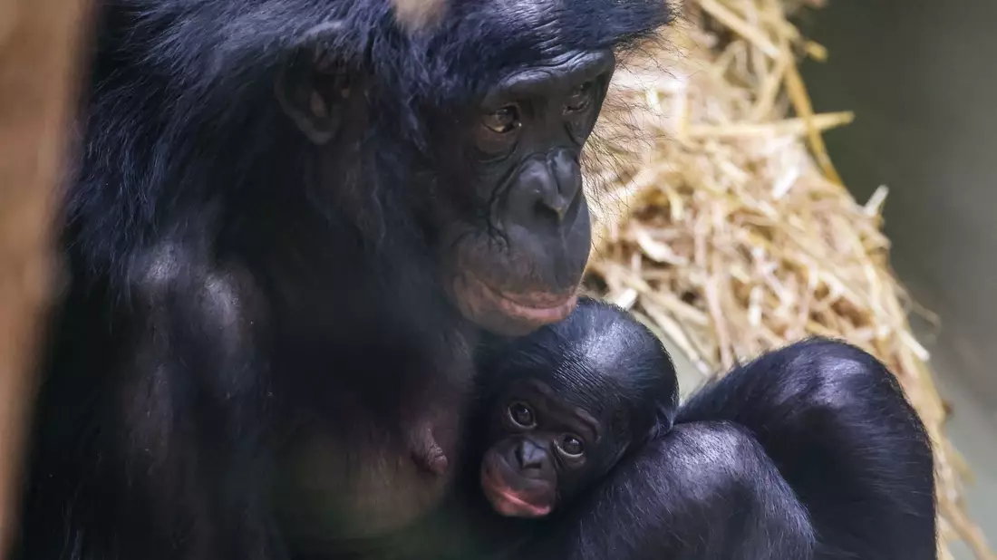 Erst einmal ausruhen für die kommenden Aufgaben: Bei den Bonobos gelten die Weibchen als dominant. - Bild: Oliver Berg/dpa