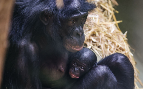 Erst einmal ausruhen für die kommenden Aufgaben: Bei den Bonobos gelten die Weibchen als dominant. - Foto: Oliver Berg/dpa Erst einmal ausruhen für die kommenden Aufgaben: Bei den Bonobos gelten die Weibchen als dominant. - Foto: Oliver Berg/dpa