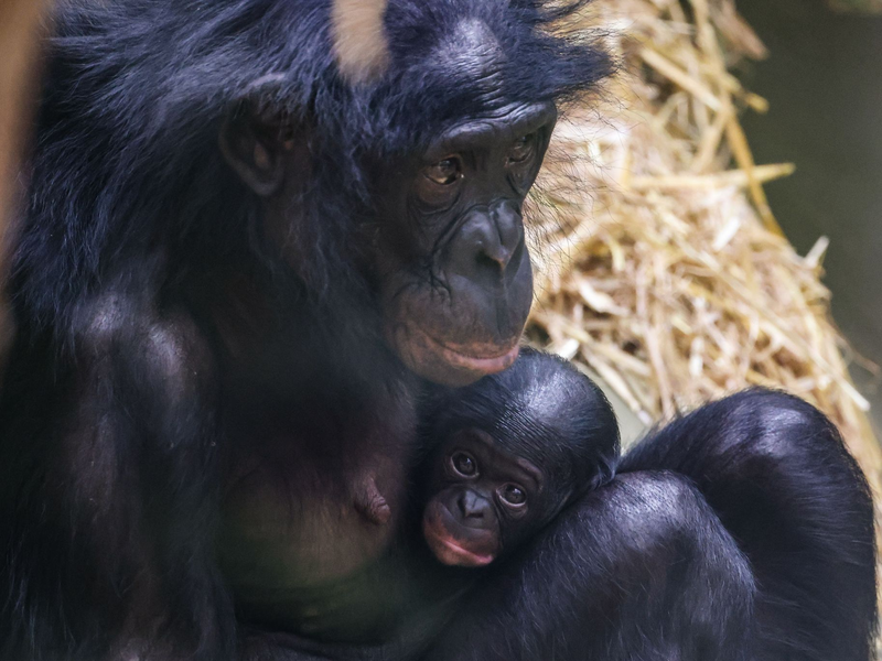 Erst einmal ausruhen für die kommenden Aufgaben: Bei den Bonobos gelten die Weibchen als dominant. - Foto: Oliver Berg/dpa