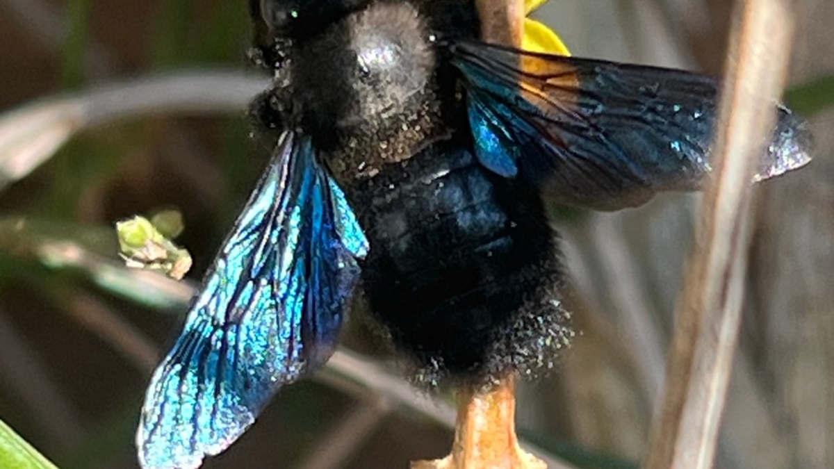 Am 20. Mai ist Weltbienentag - Foto: presseportal.de