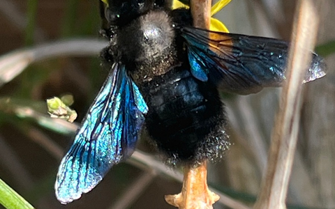 Am 20. Mai ist Weltbienentag - Foto: presseportal.de Am 20. Mai ist Weltbienentag - Foto: presseportal.de