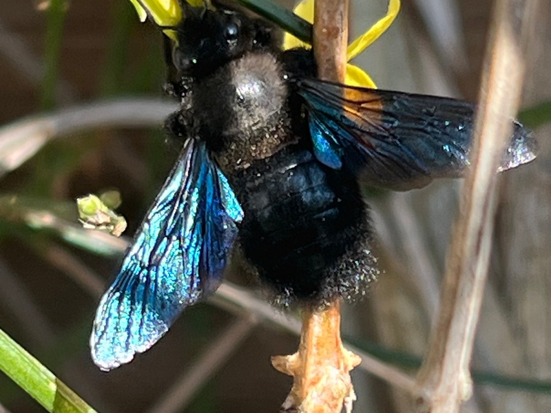 Am 20. Mai ist Weltbienentag - Foto: presseportal.de
