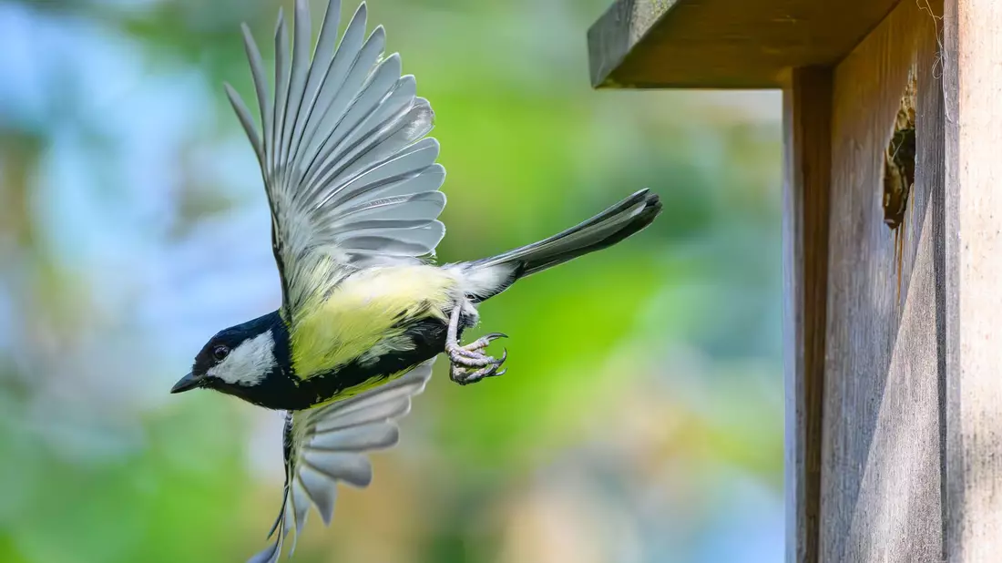 Im Fokus der Mitmachaktion stehen vertraute und weit verbreitete Vogelarten wie Meisen, Finken, Rotkehlchen und Spatzen. (Archivbild) - Bild: Patrick Pleul/dpa