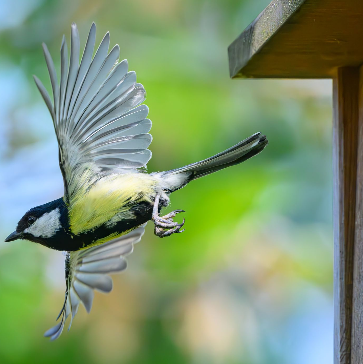 Im Fokus der Mitmachaktion stehen vertraute und weit verbreitete Vogelarten wie Meisen, Finken, Rotkehlchen und Spatzen. (Archivbild) - Foto: Patrick Pleul/dpa