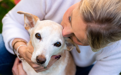 ZDF: Terra X: Harald Lesch und 37° über Haustiere - Foto: presseportal.de