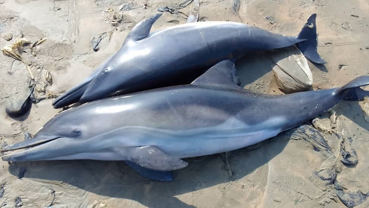 ZDF-Dokus über die blutige Jagd auf Wale, Delfine und Haie - Foto: presseportal.de