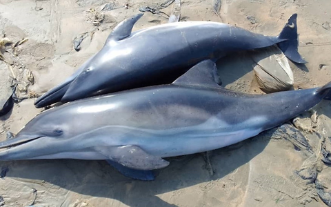 ZDF-Dokus über die blutige Jagd auf Wale, Delfine und Haie - Foto: presseportal.de