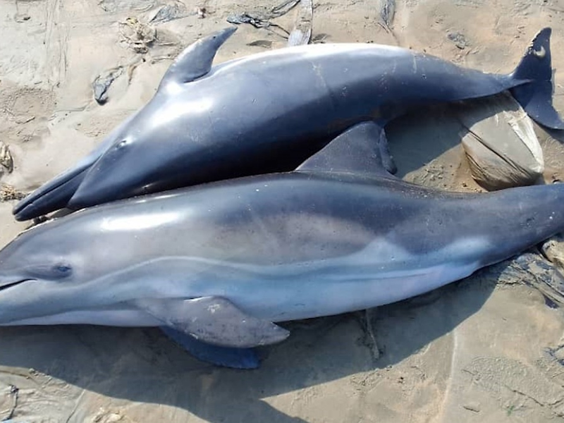 ZDF-Dokus über die blutige Jagd auf Wale, Delfine und Haie - Foto: presseportal.de