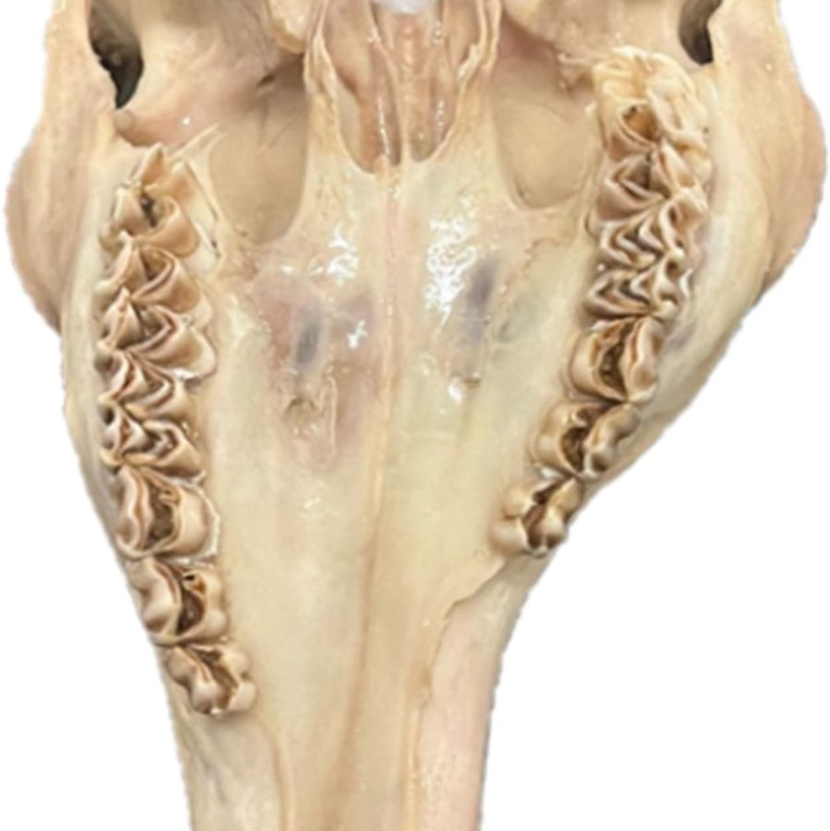 Inzucht kann bei Rotwild auch zu schweren Missbildungen wie etwa am Unterkiefer führen. - Foto: Frank Zabel/Landesjagdverband Schleswig-Holstein/dpa